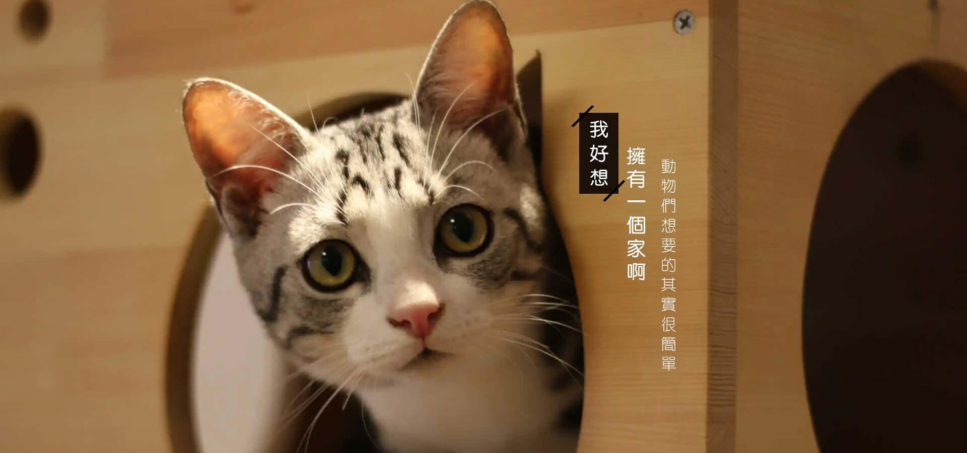 動物領養