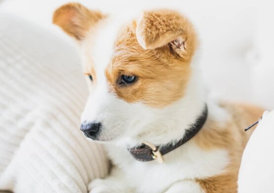 寵物領養