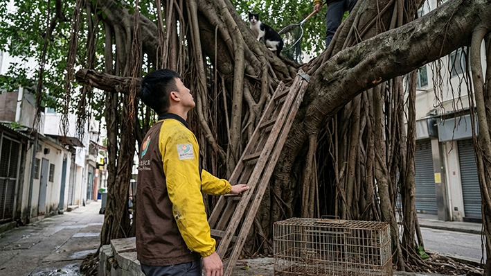 船街大榕樹上救下爬樹貓